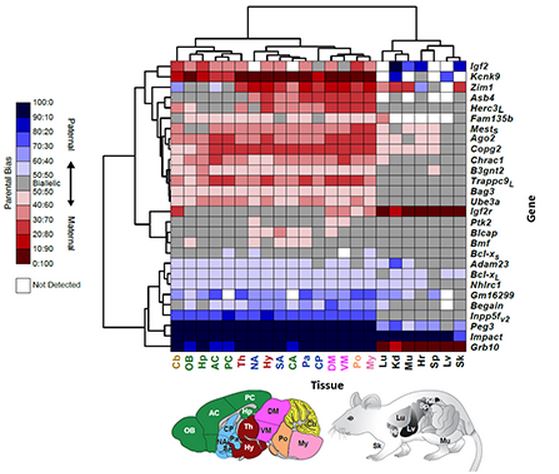 Image Courtesy of Dulac Lab & Molecular and Cellular Biology Website