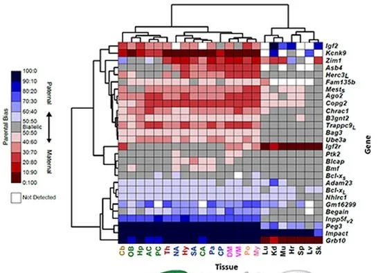 Genomic Imprinting in the Brain - New Study from Dulac Team