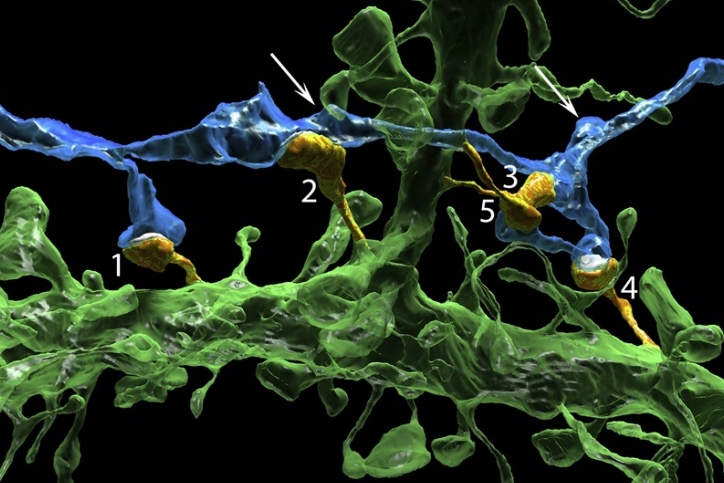  A Pair of Neurons that Form Multiple Synapses with Each Other (from Kasthuri et al. 2015) 