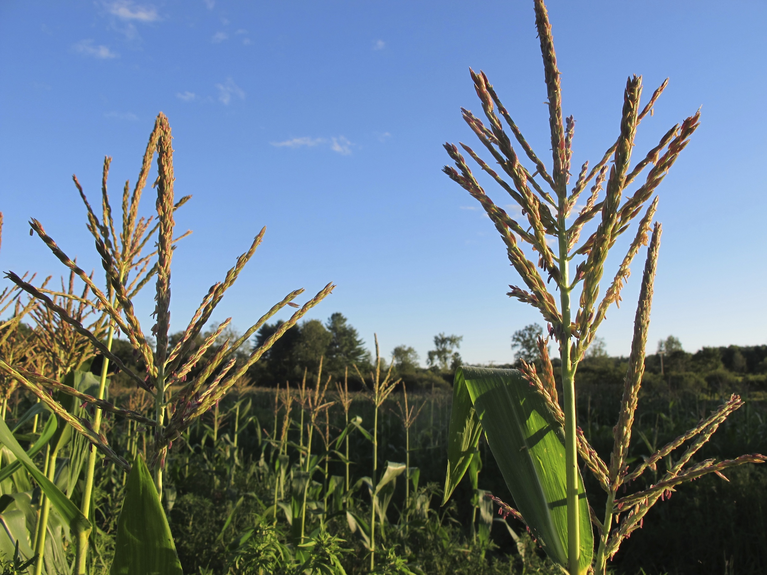  The Presumpscot flows behind the Mosher family's cornfield. 