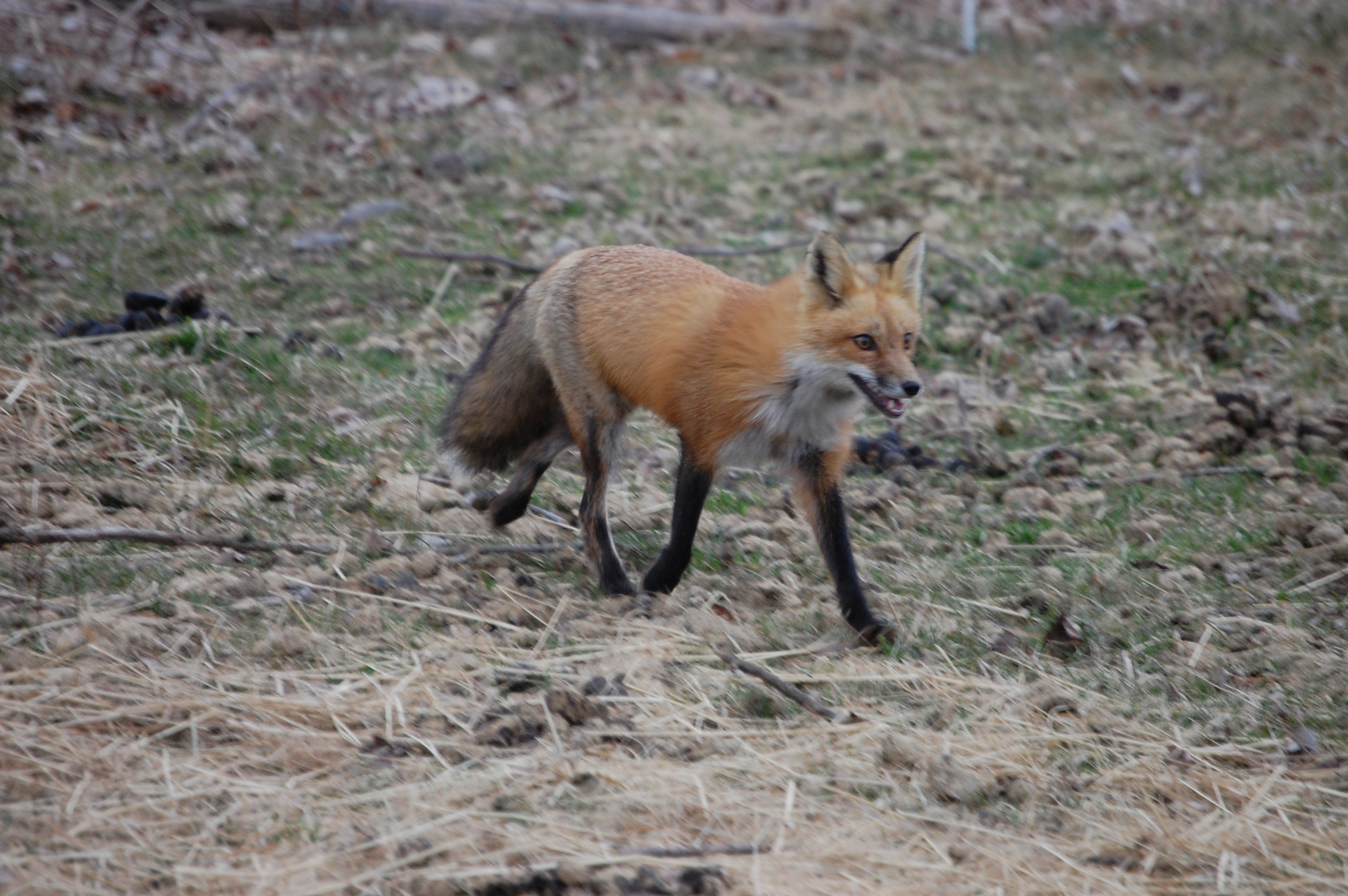  This fox transported her babies from our pony's pasture to a neighboring field. 