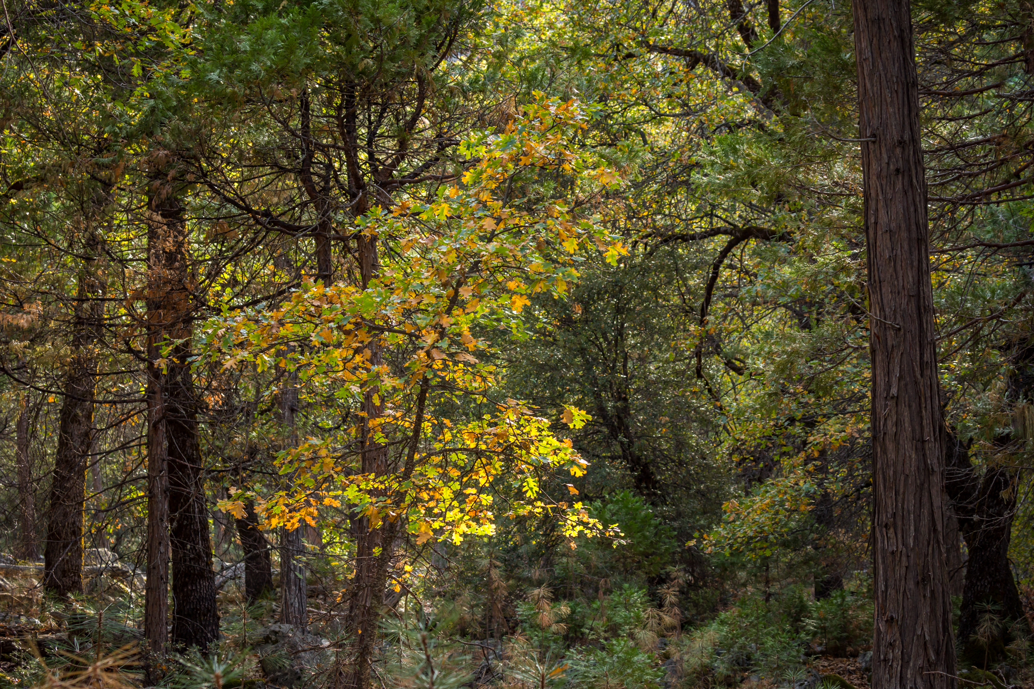Dappled Sunlight
