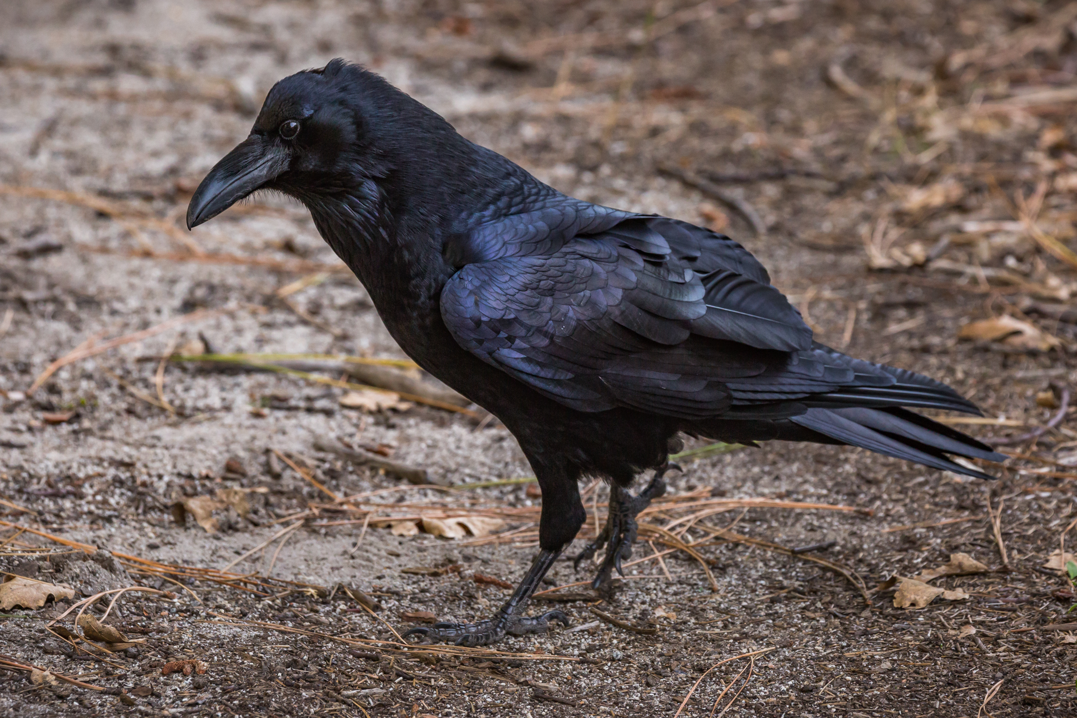 Raven