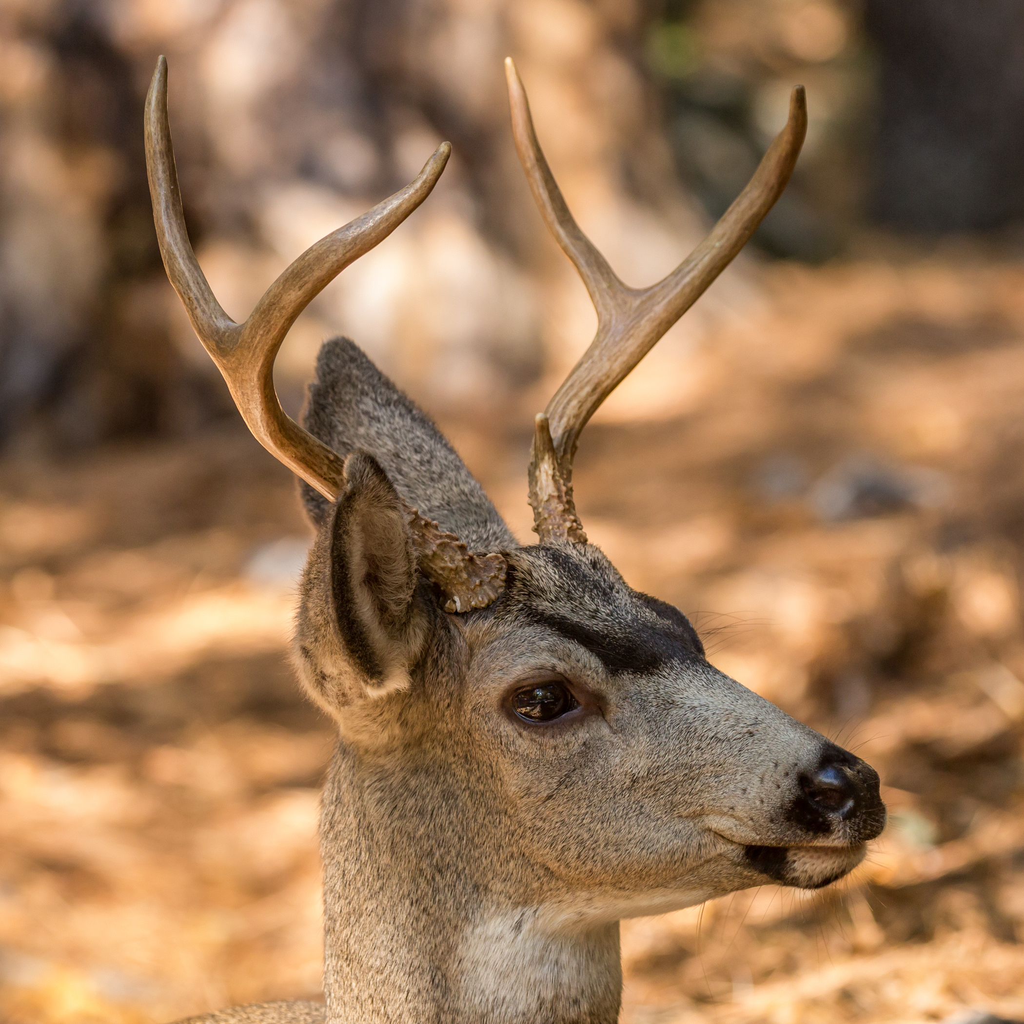 Young Buck