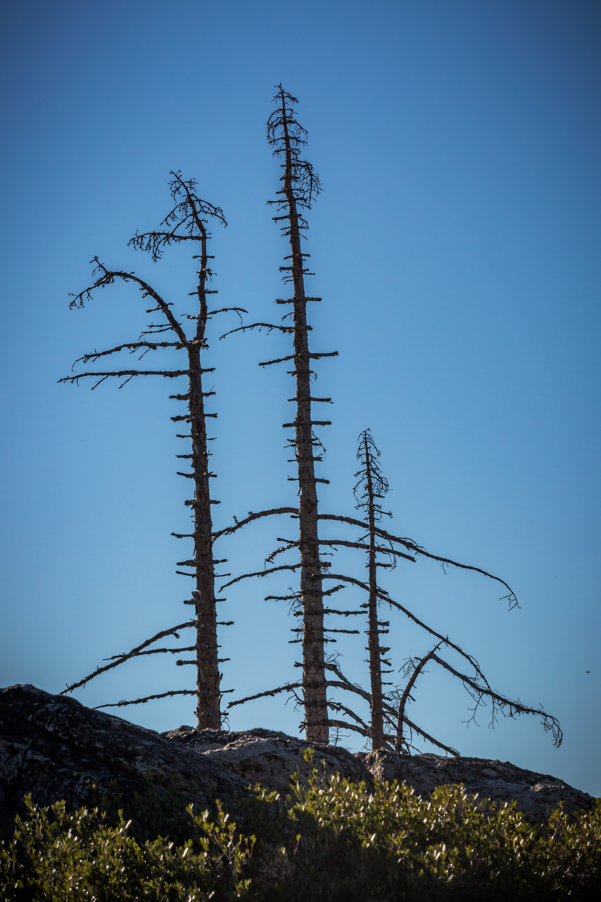 Tall and Burnt