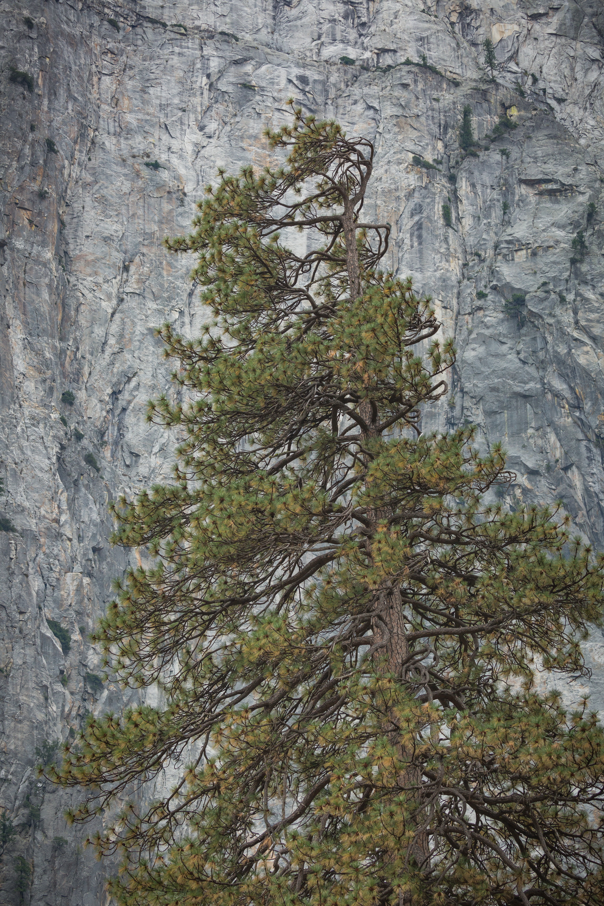 yosemite-189.jpg