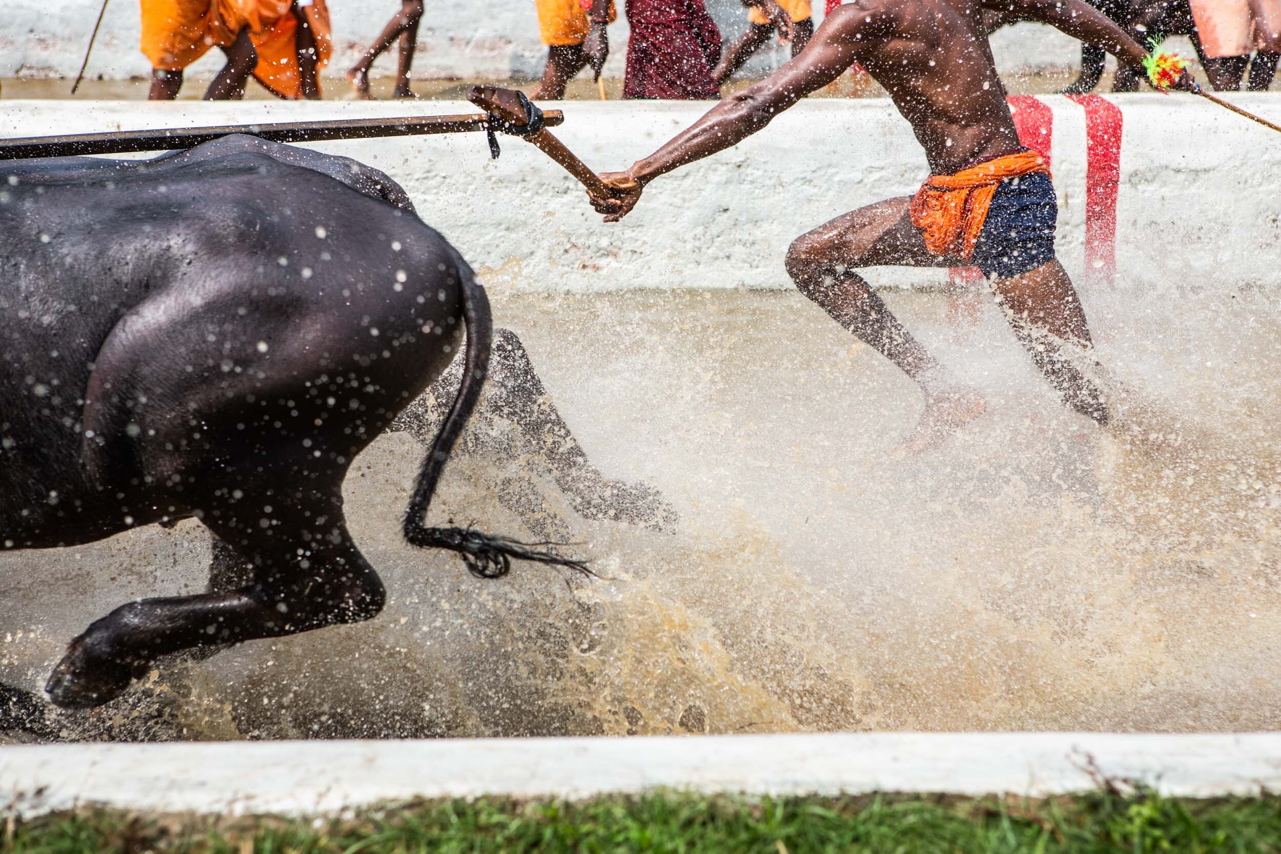 kambala-buffalo-race-india-karnataka-1