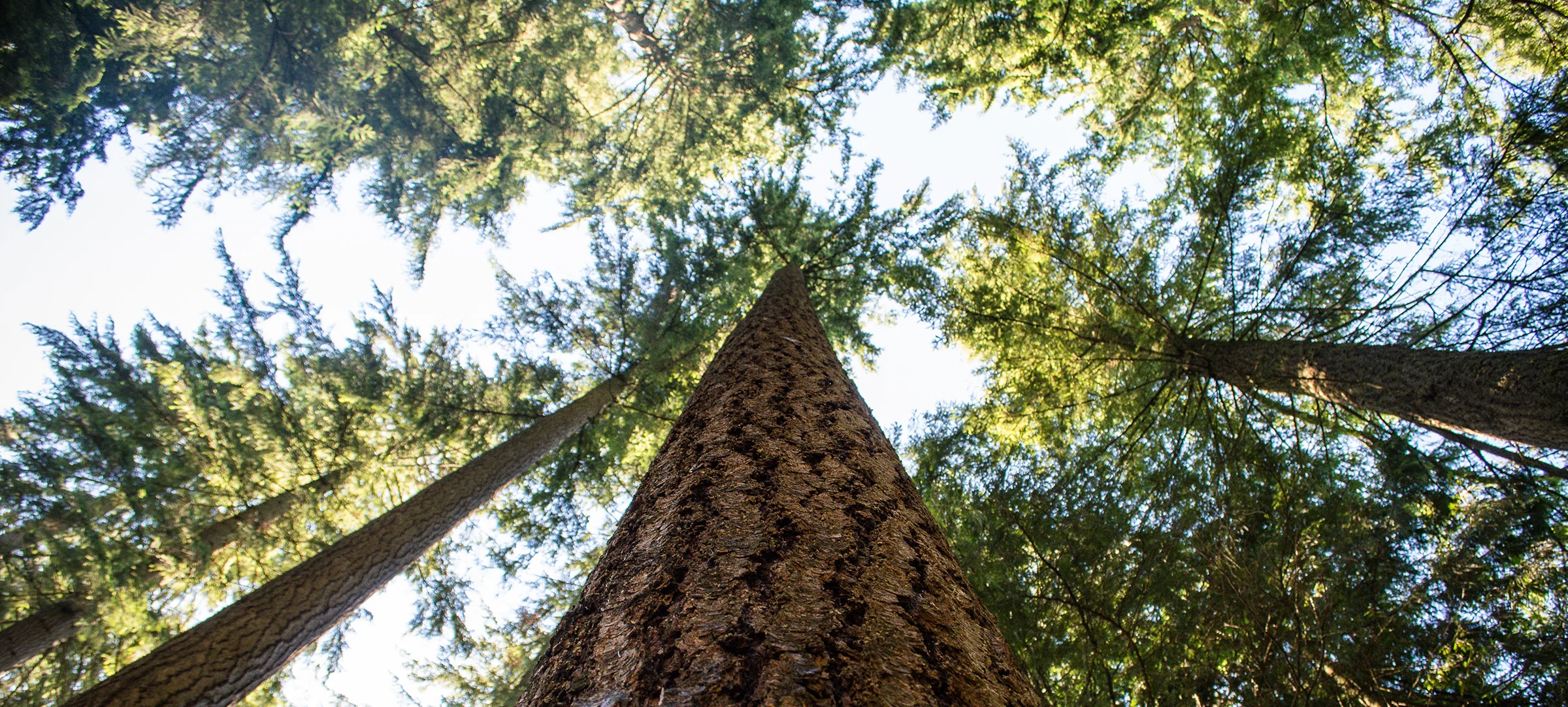 thrive-bend-tree-circle.jpg