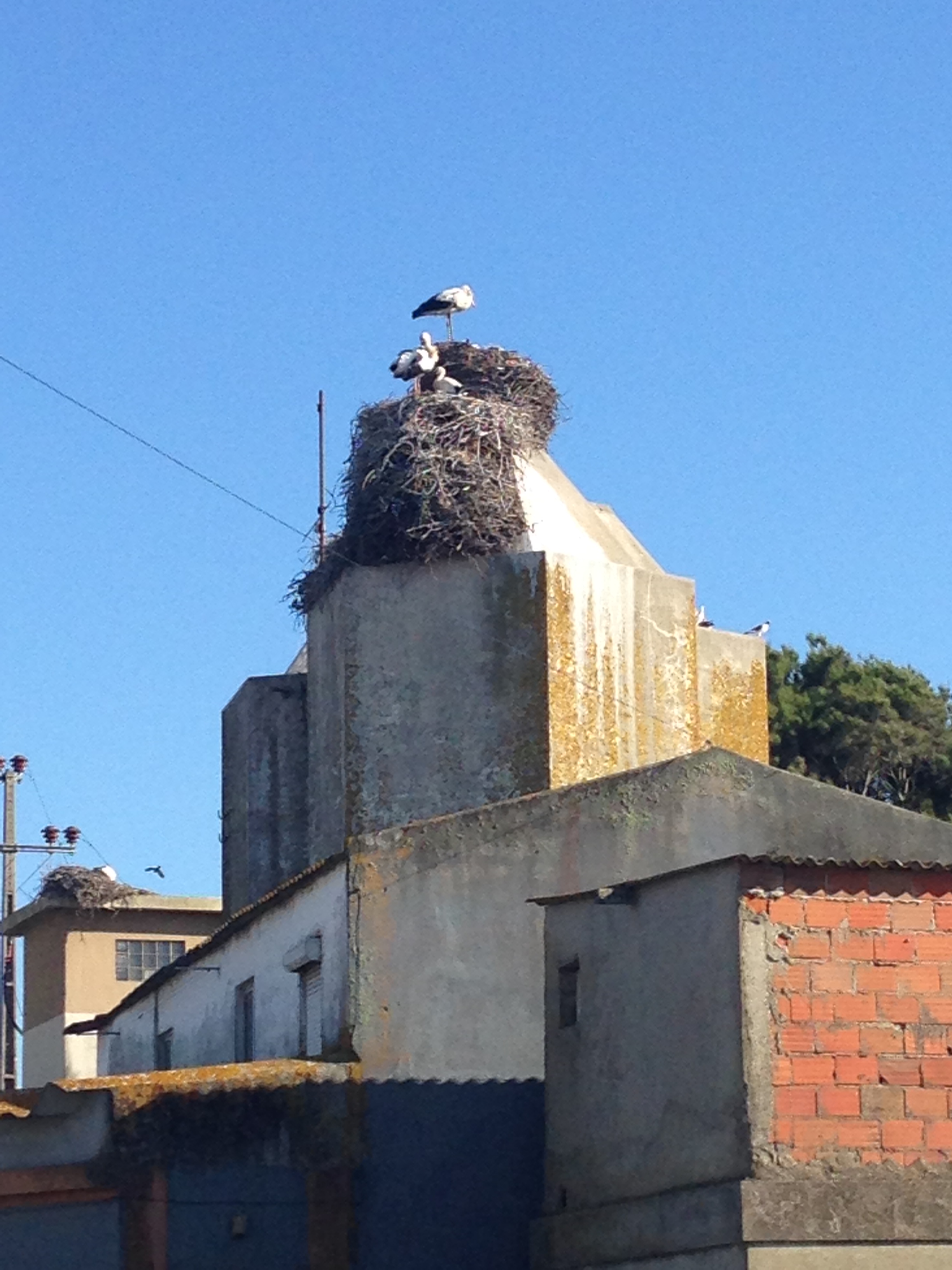 Storks nest at Comporta (06/2014)