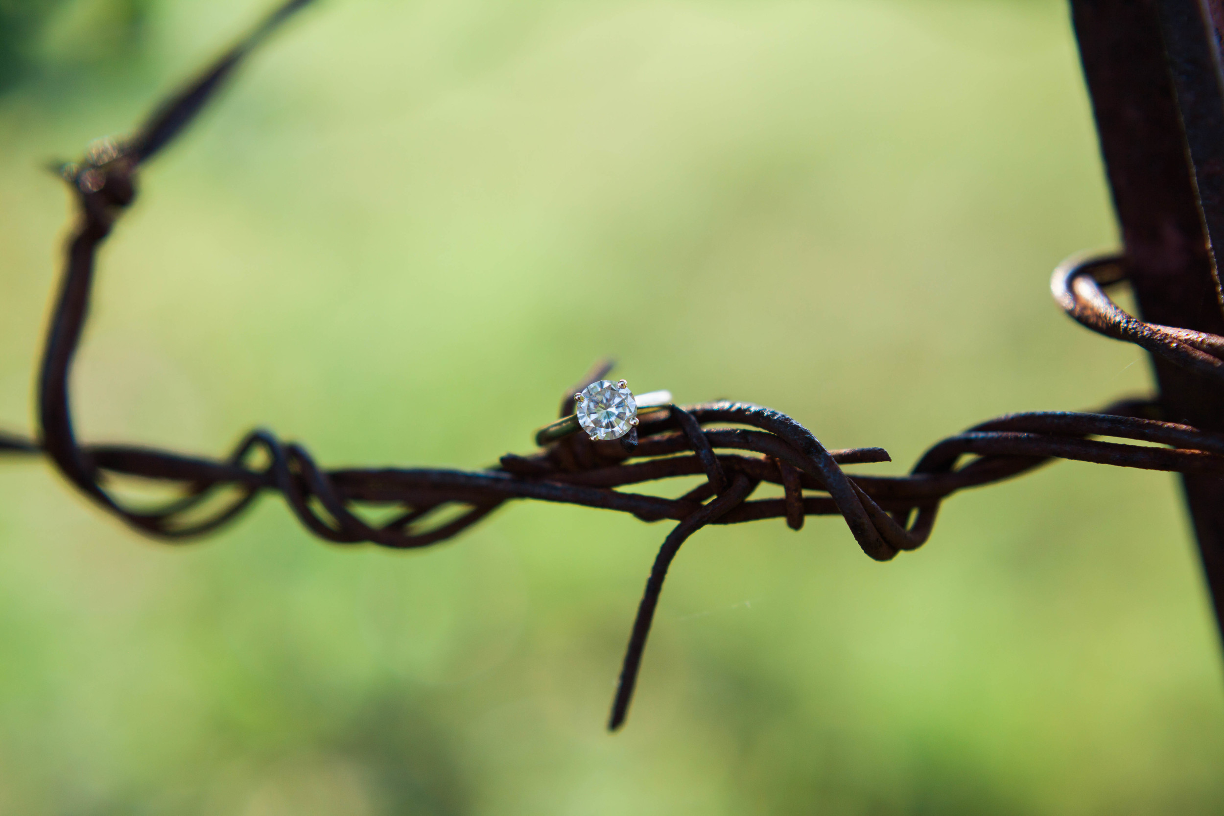 Engagement ring on wire at Ellery Farms