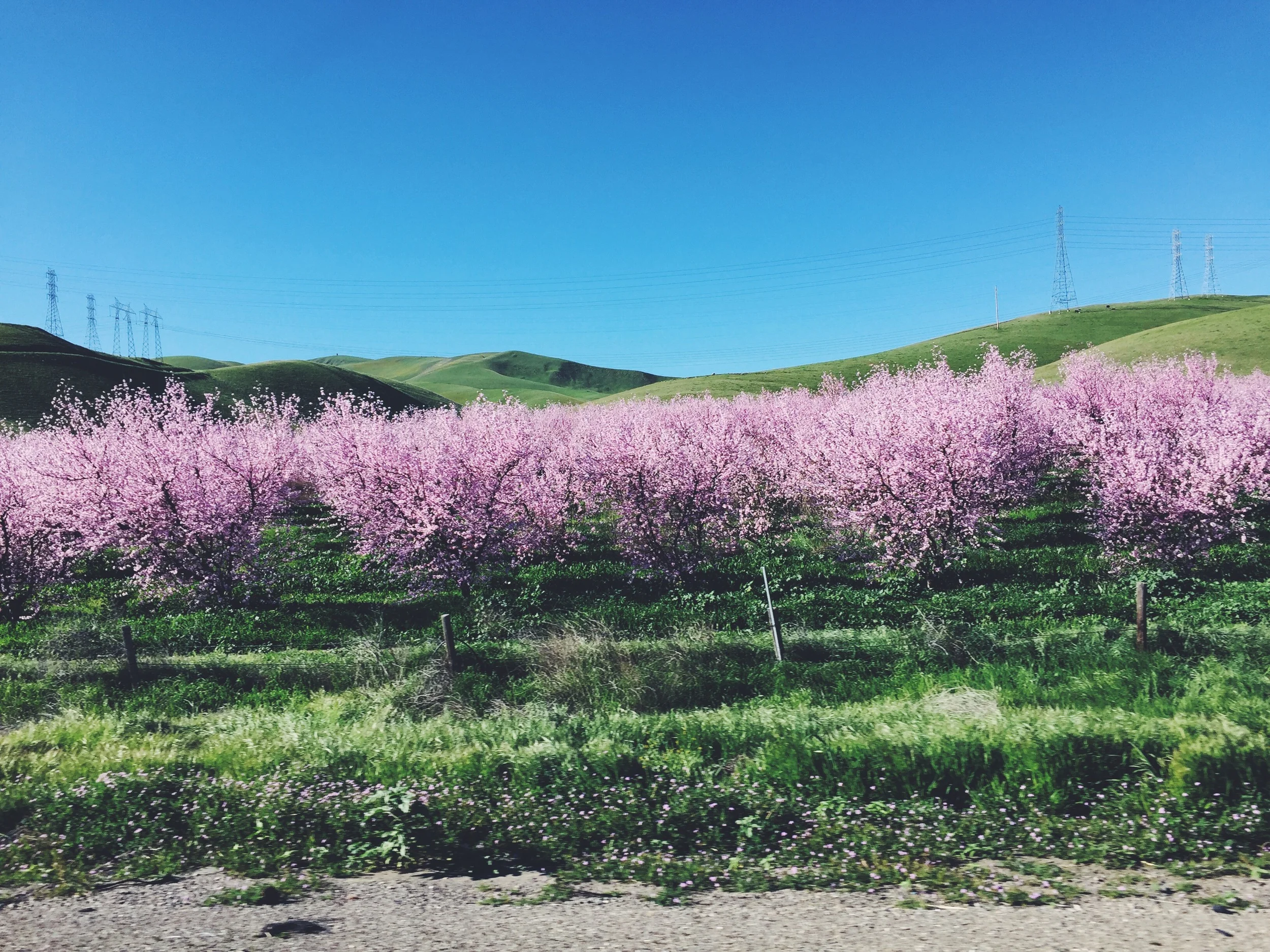 What Spring does with the cherry trees...