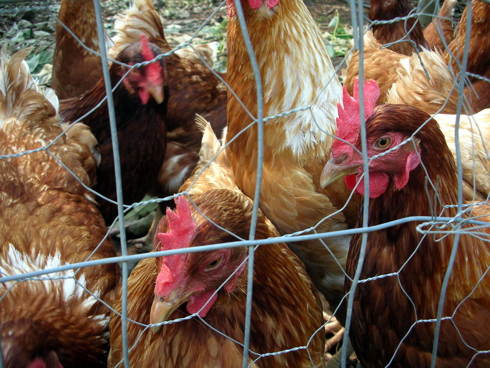 chickens.jpeg
