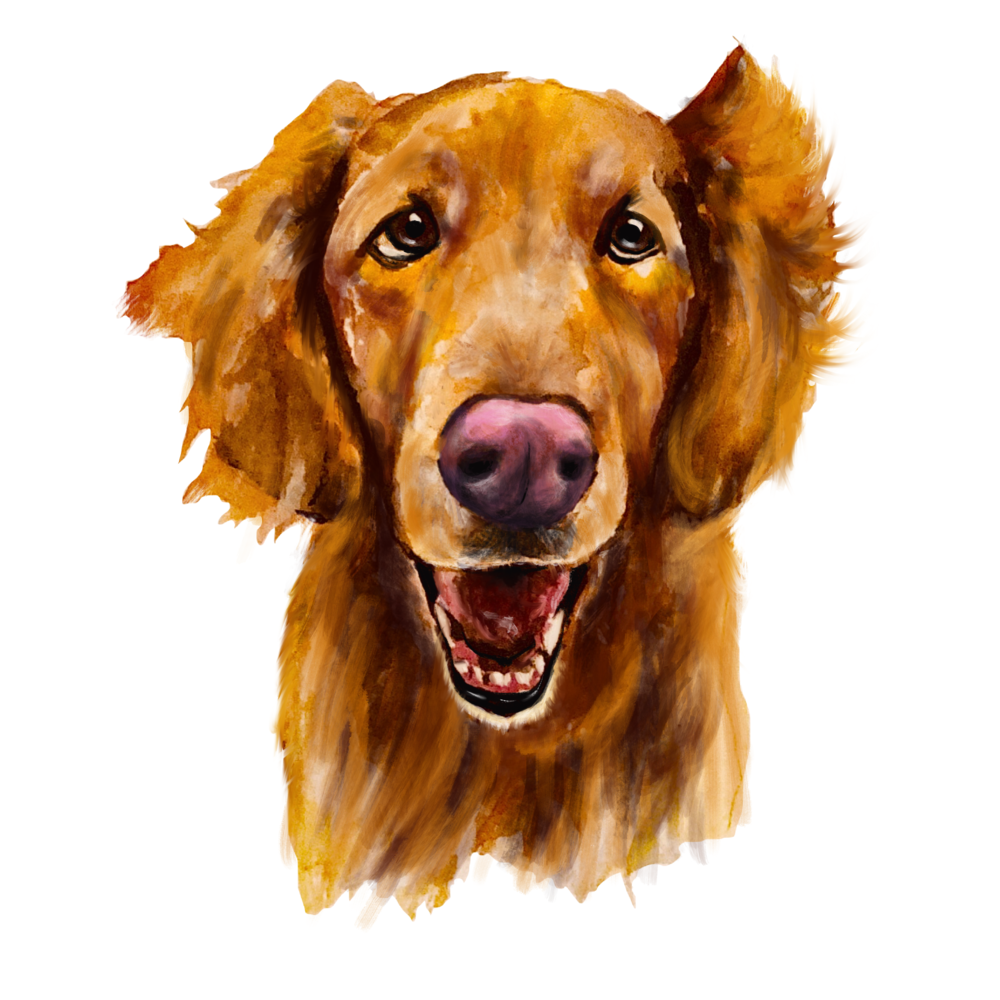 Louie by Yuliya Tsukerman