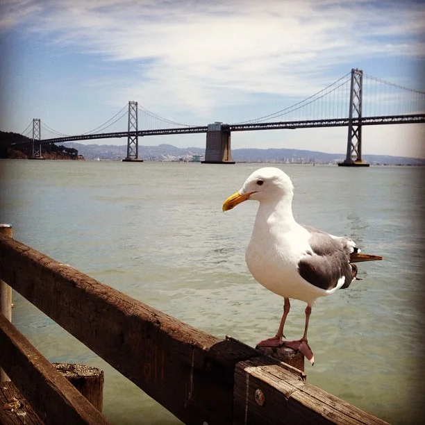 Sittin on dock of the bay, wastin time…🎶 (Taken with Instagram at End of the Pier Behind the Ferry Building)