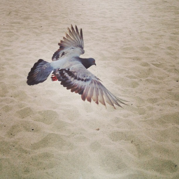 I flew into Miami today and fell asleep on the beach. #backinflorida #iwantorangejuice #wingsupflight (at South Beach)