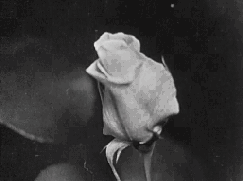 Fresh Social Rebrand