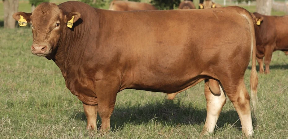 Akaushi 2 year old Bull