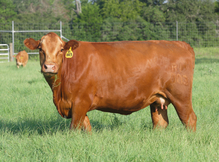 Half Akaushi, Half Red Angus Female representing the first step in the A4 Advantage.