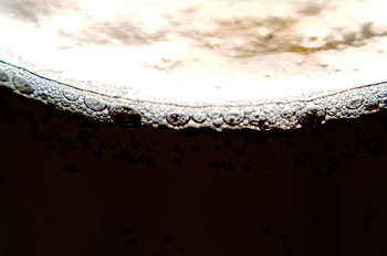 stoutpic.png