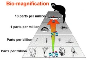 image by New York State Department of Environmental Conservation