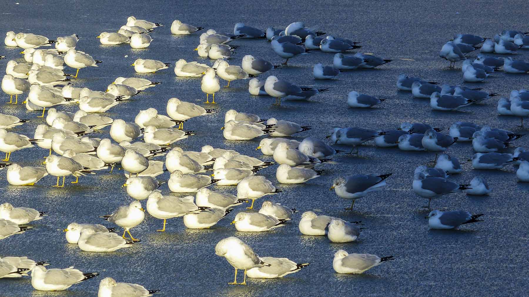 Seagulls_CU (1 of 1).jpg