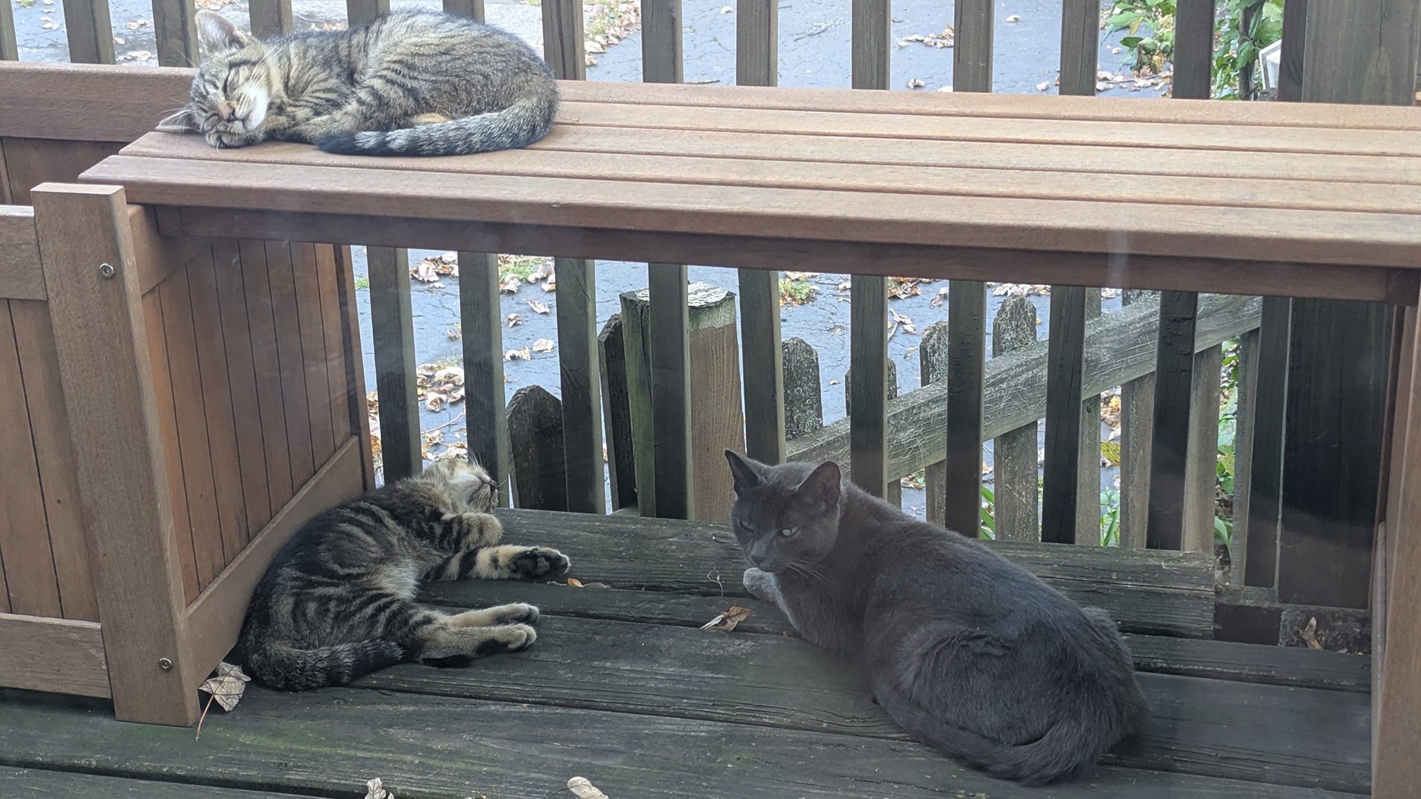 Mama and 2 out of 3 of her babies. The black baby kitty is sleeping on the other patio furniture. They are still pretty skittish but getting more curious everyday! 😍😍😍