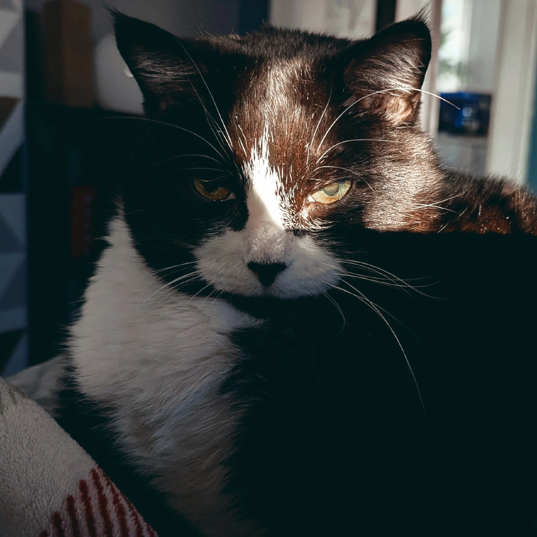 Tuxedo says hello and good evening. 🤗