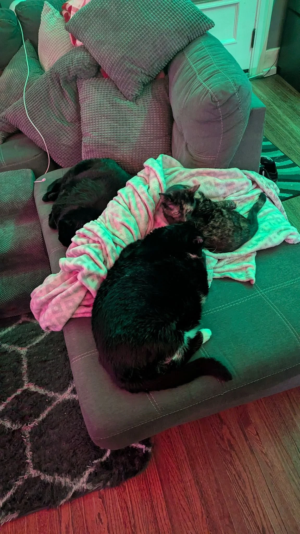 First time ever they have all been on the same couch together 🤣🤣🤣