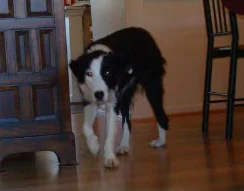 chester_cropped.jpg