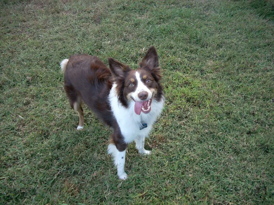 KoKo