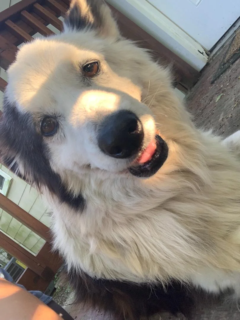 Marley-1.jpeg