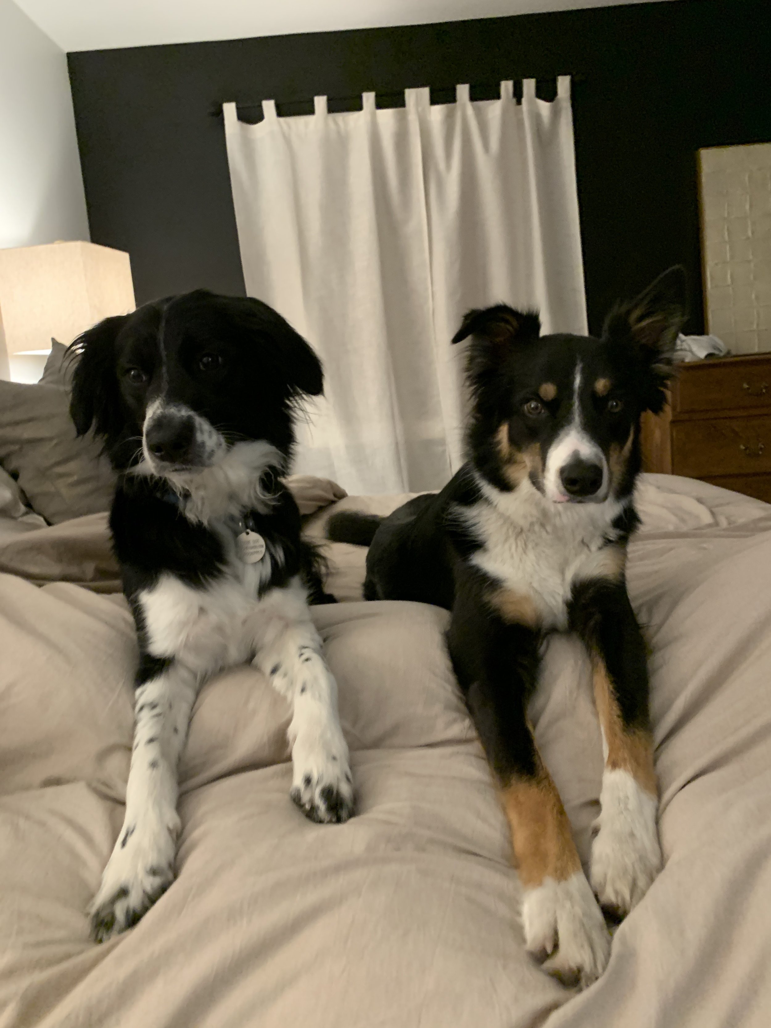 Home - Western Border Collie Rescue