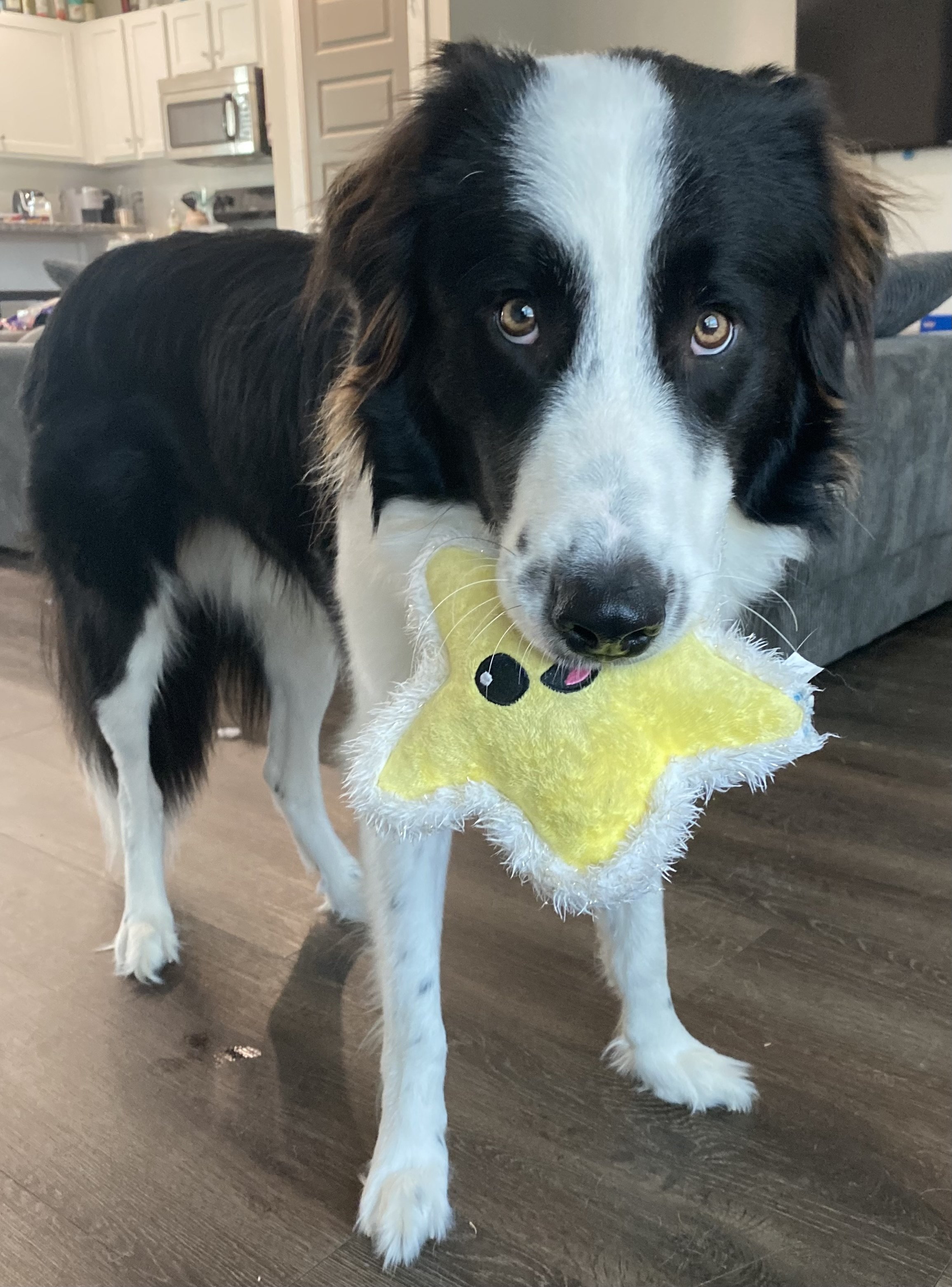 All Border Collie Rescue, Border Collie Rescue