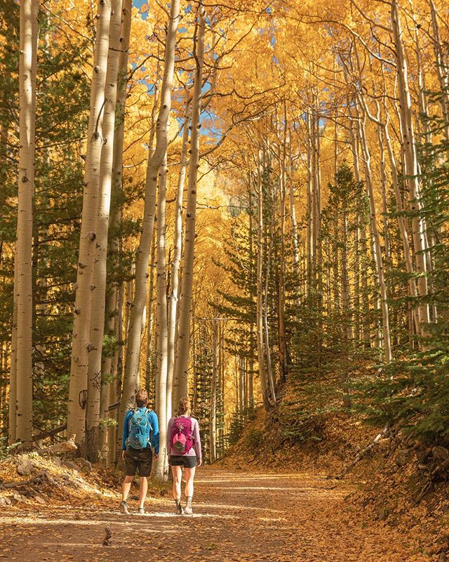 Last hike before the leaves fall. #tunneloftrees #fallcolors #fallcolors🍁🍂 #fallinaz #fallinflagstaff #aspen #flagstaffarizona #fallhiking #fallhike #azhiking #azhikersguide #fallishere #autumn #october #fallleaves #azlandscapes #arizonahighways #i