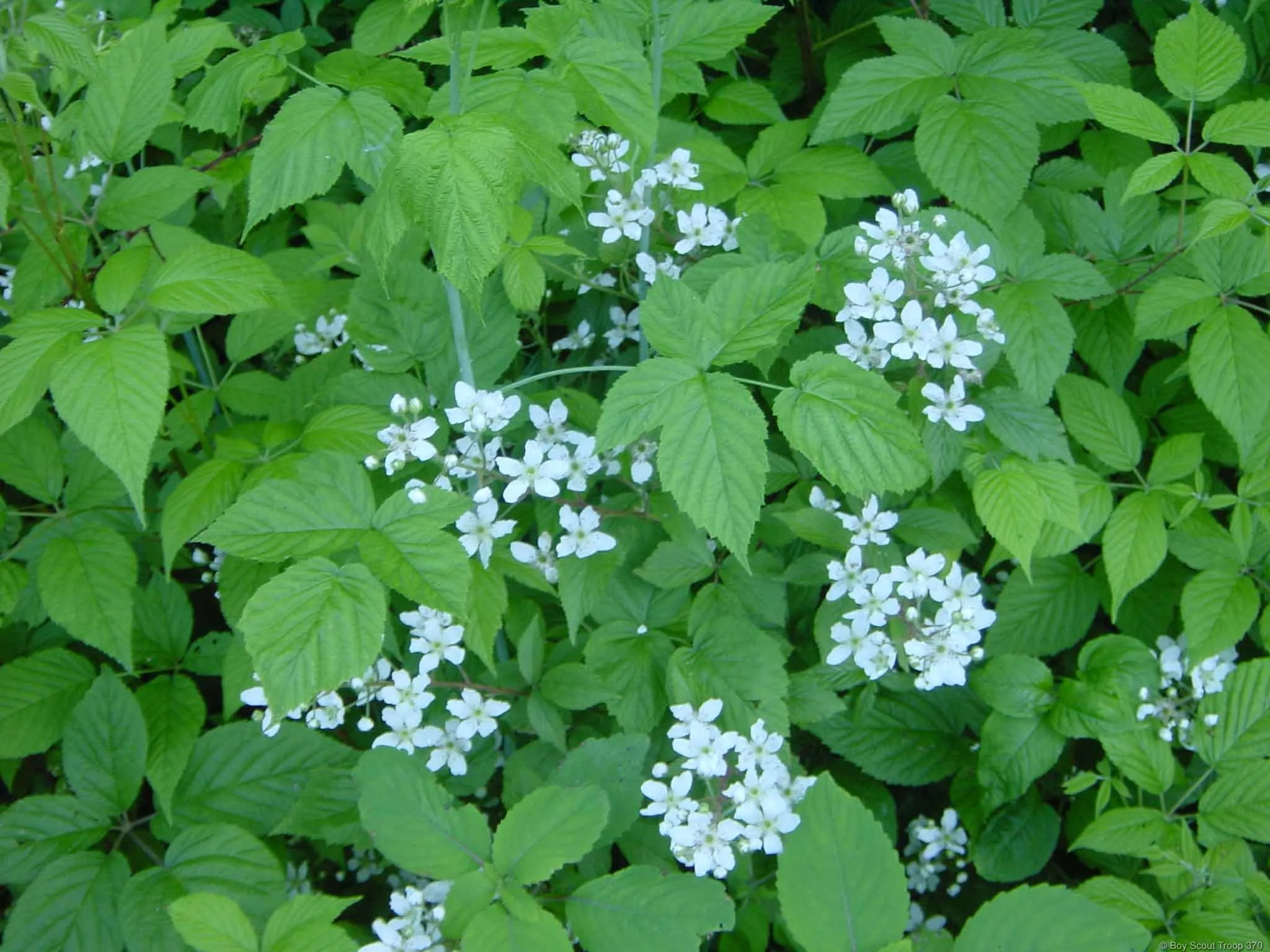 2003_root_river_023.jpg