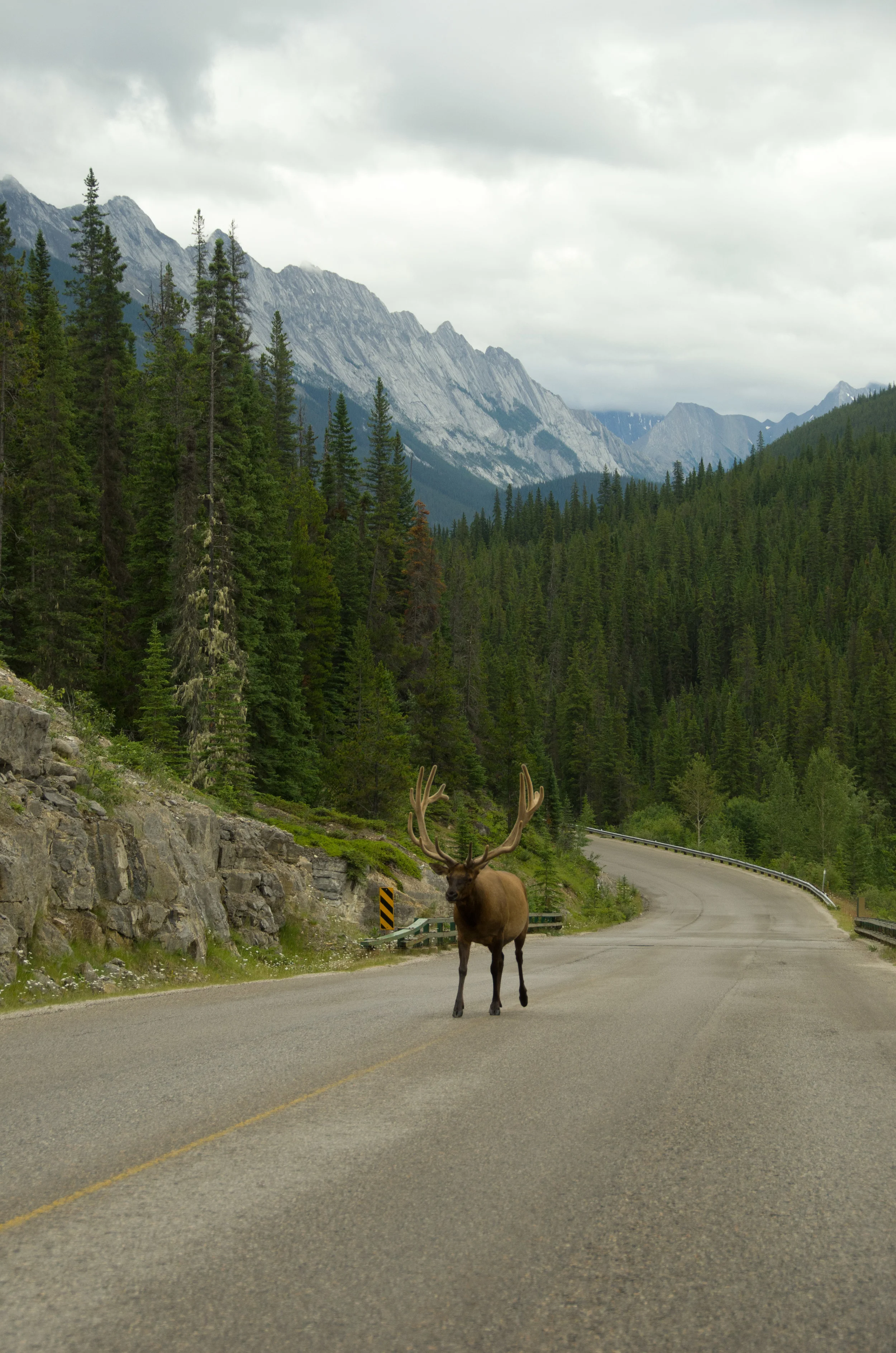 Fellow traveler, Jasper National Park, Canada, July 2012