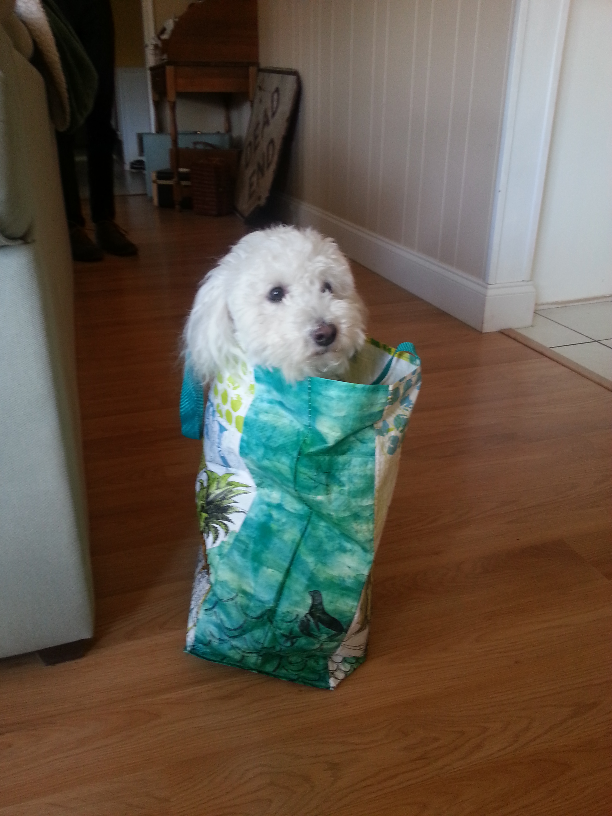 My dog Petey. He'll chew your leg right off, if he can bother to get out of the shopping bag.