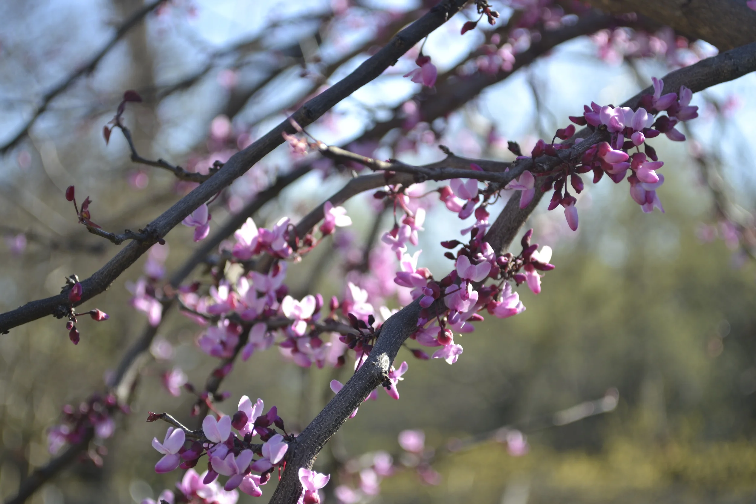 photo: Oklahoma Redbud, Andy Bruner