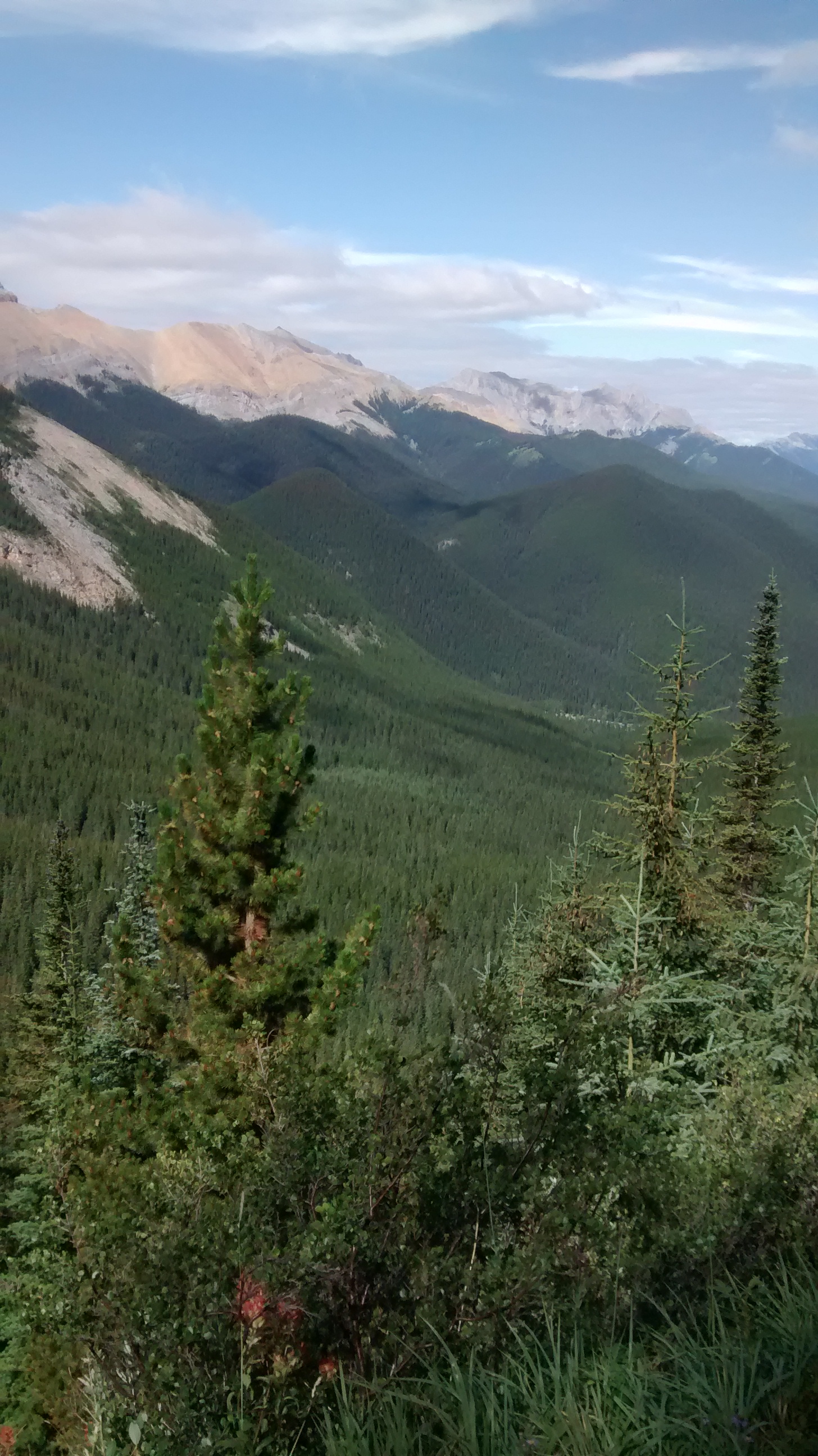 View from Sulphur Skyline, Jasper National Park 
