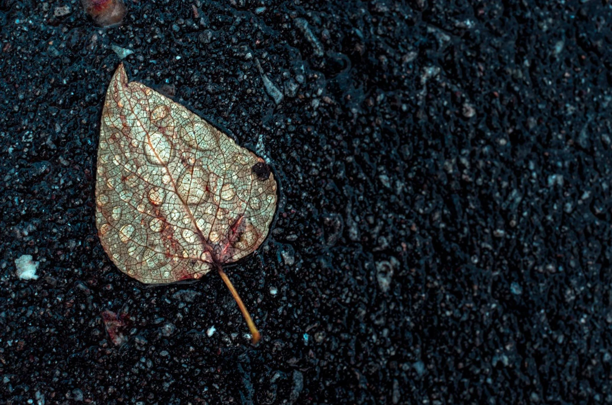 photo: Michael Bruner