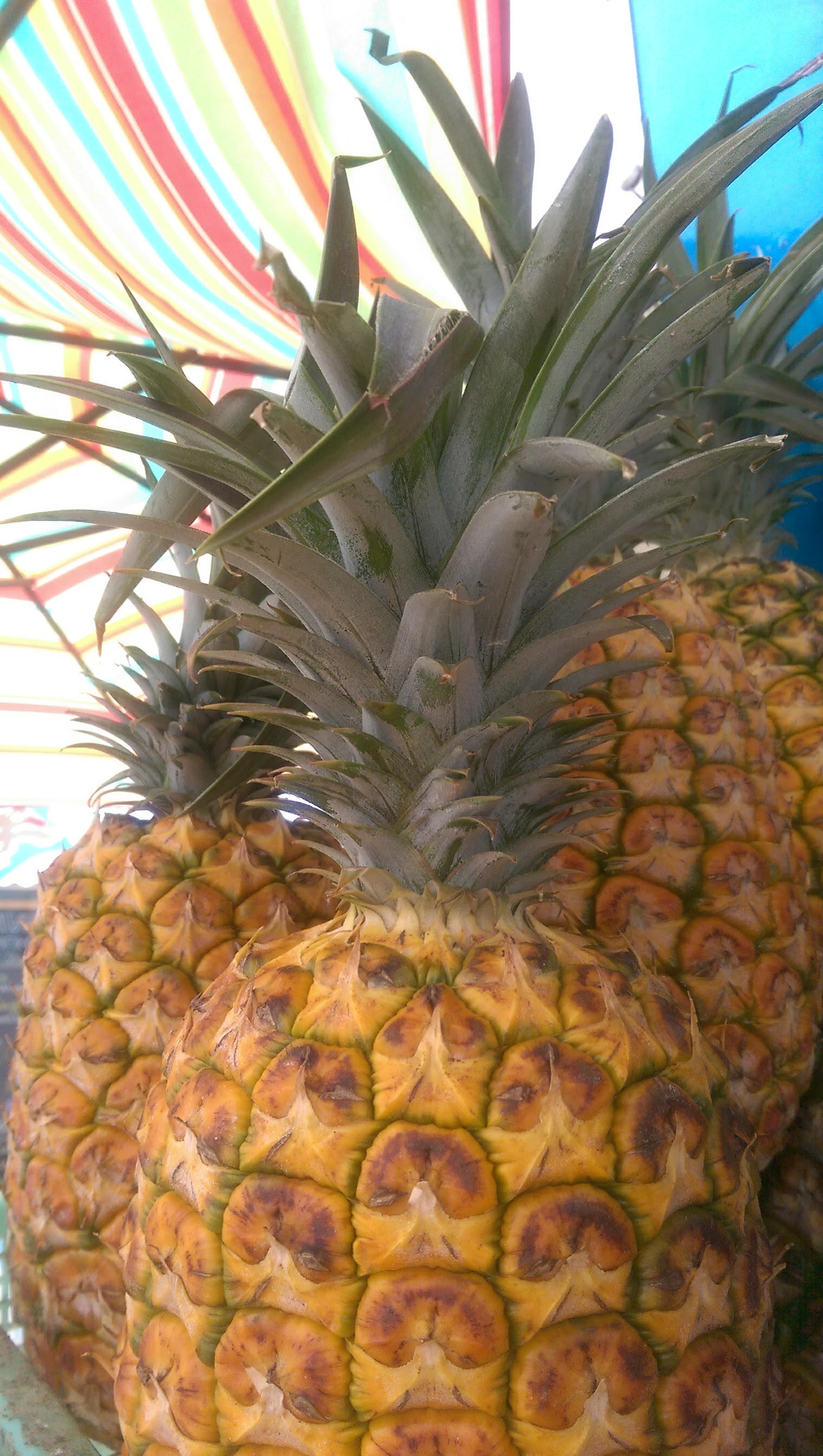 Not my pineapples. Sorry, can't give you any. (photo: me and my cell)