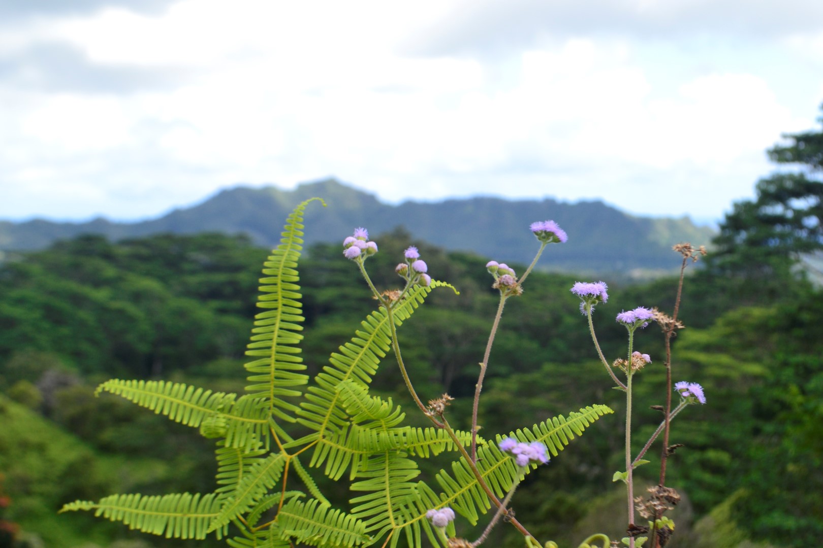 Ferns, flowers, rain forest (photo: Andy Bruner)