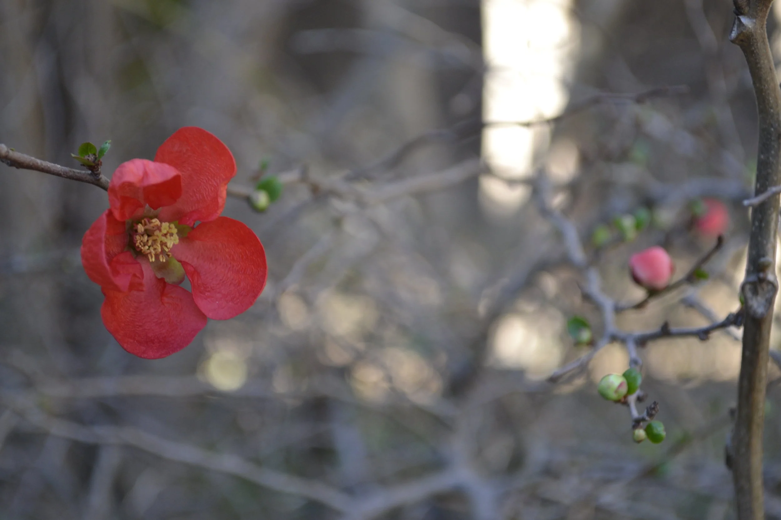 Ft Worth Botanical Garden (photo: Andy Bruner)
