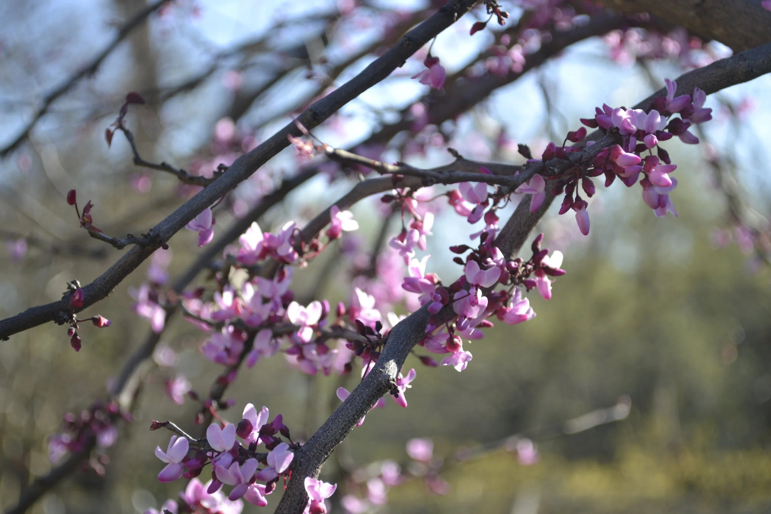 Oklahoma Redbud (photo: Andy Bruner)