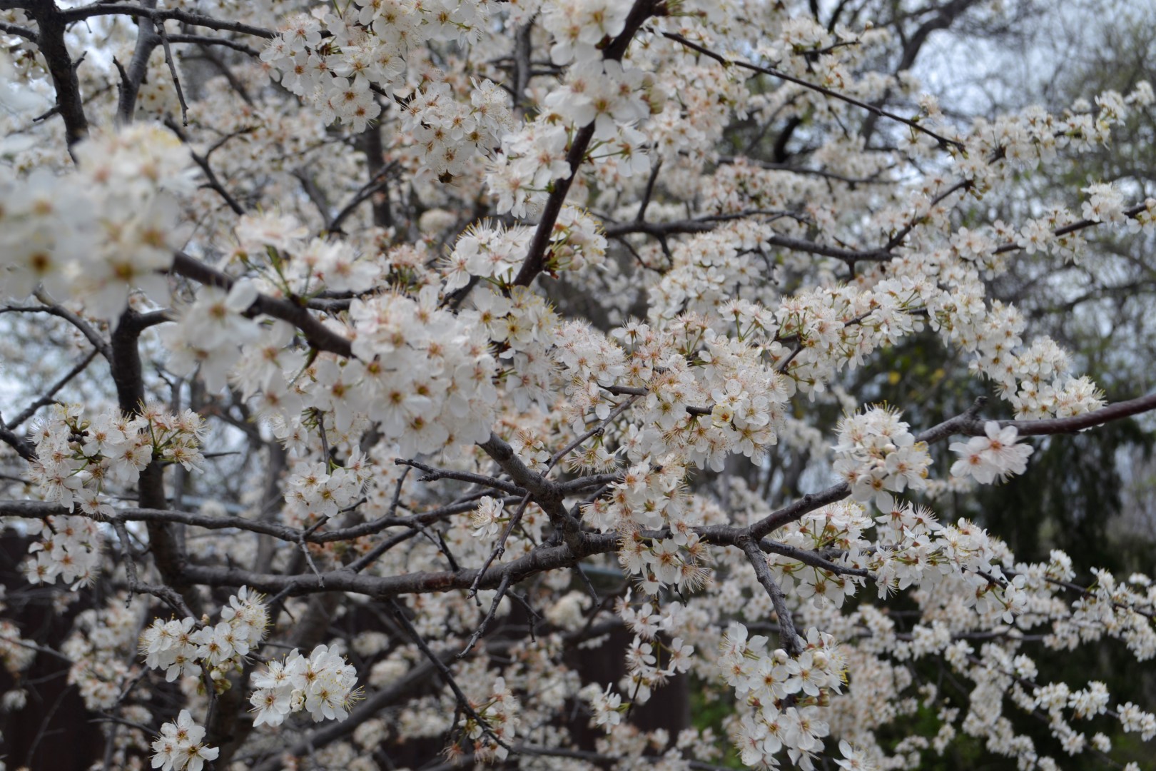 Fort Worth Botanical Garden, photo: Andy Bruner