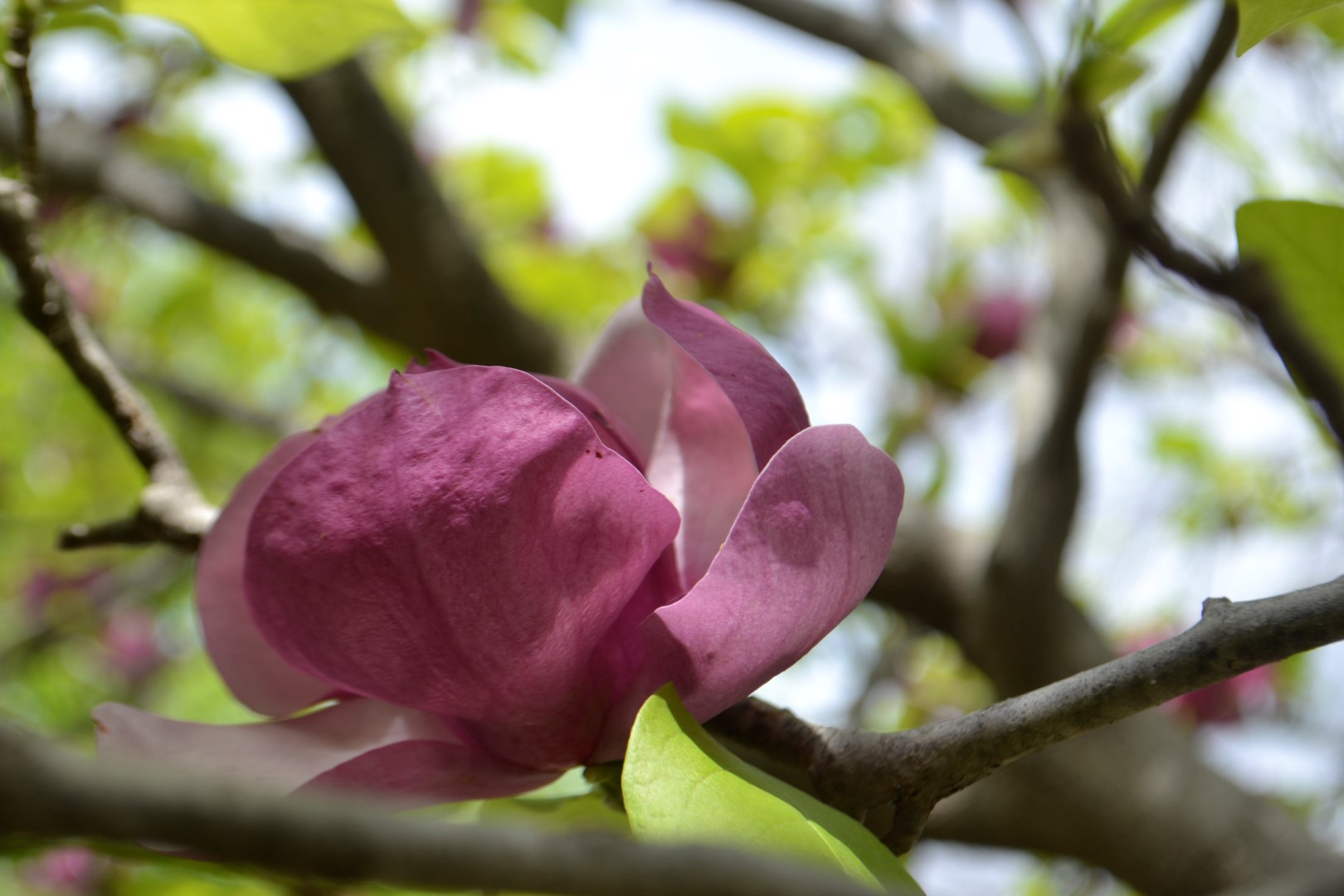 Fort Worth Botanical Garden, photo: Andy Bruner