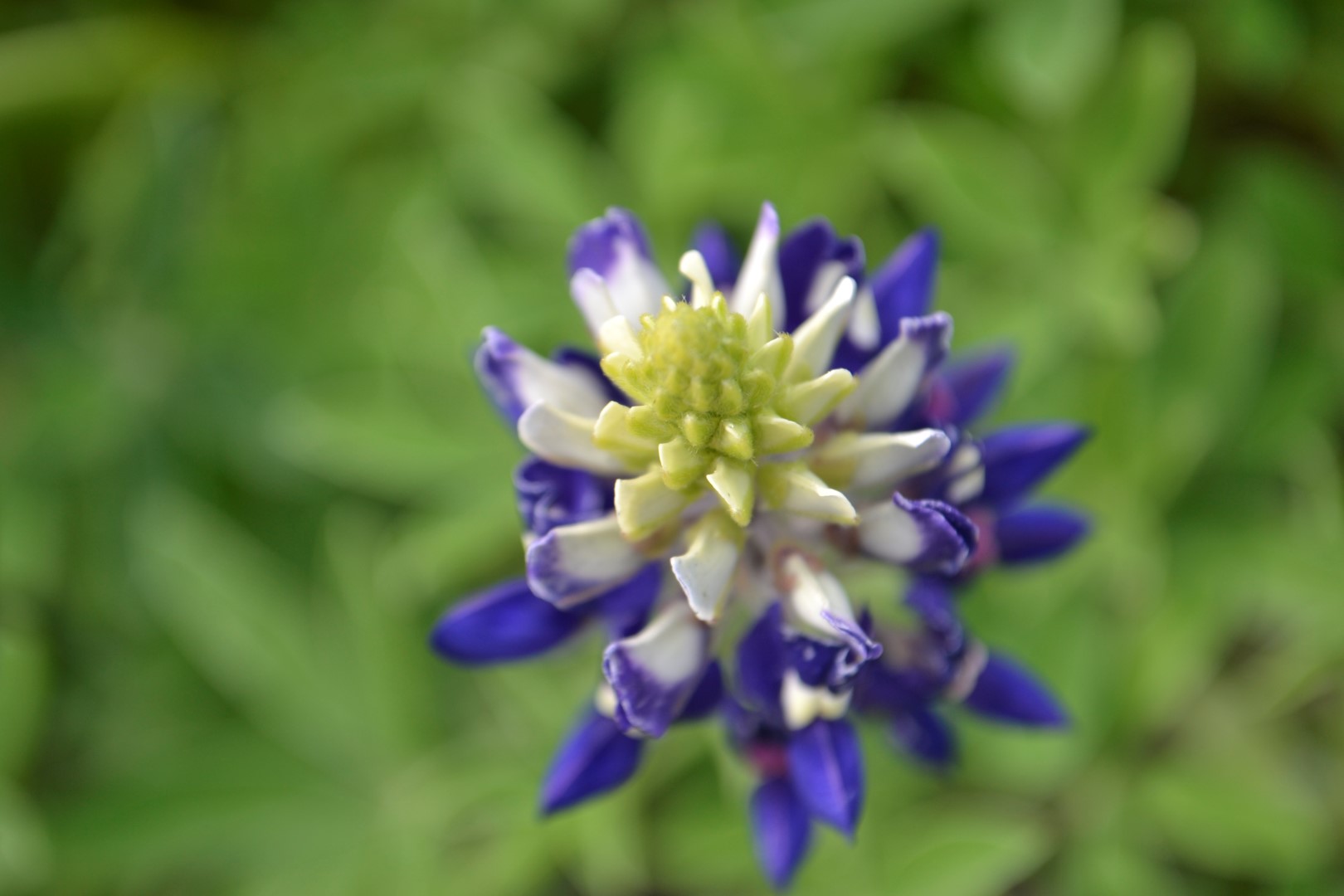 Texas bluebonnet, photo: Andy Bruner