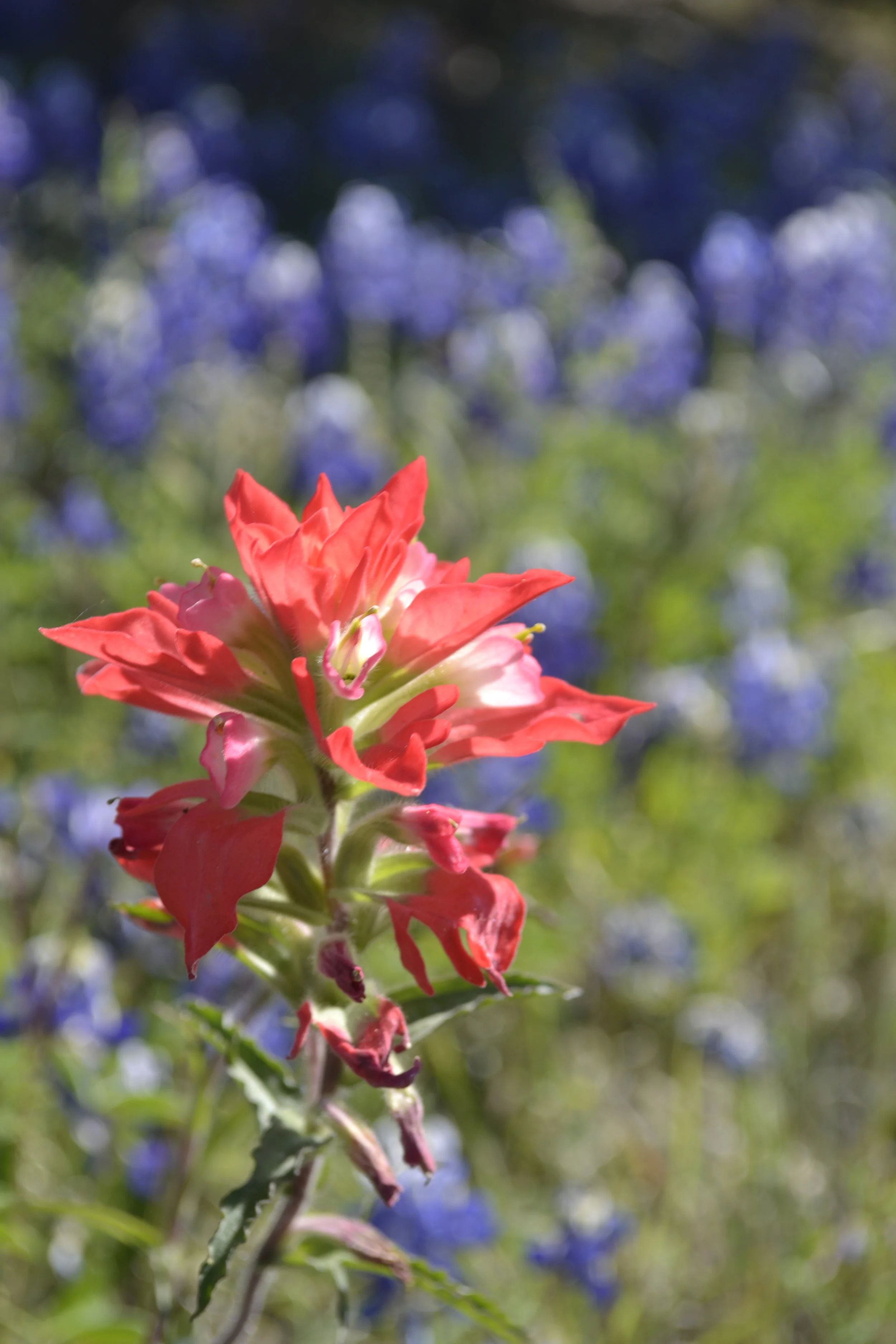 Indian paintbrush, photo: Andy Bruner