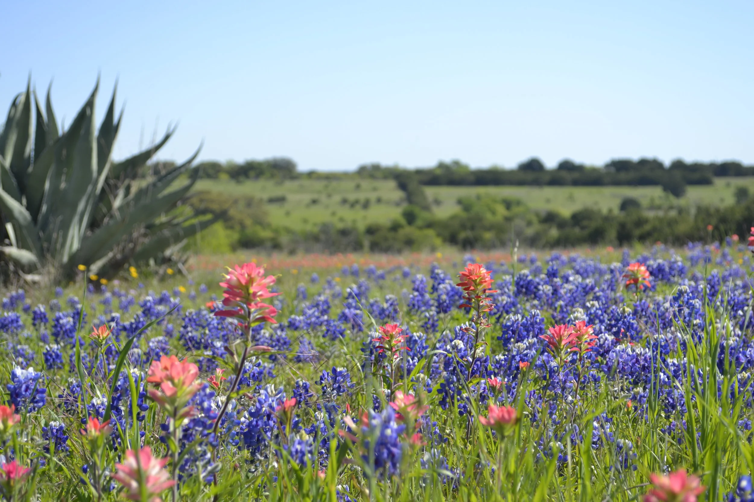 Wildflowers near Granbury, Texas, photo: Andy Bruner