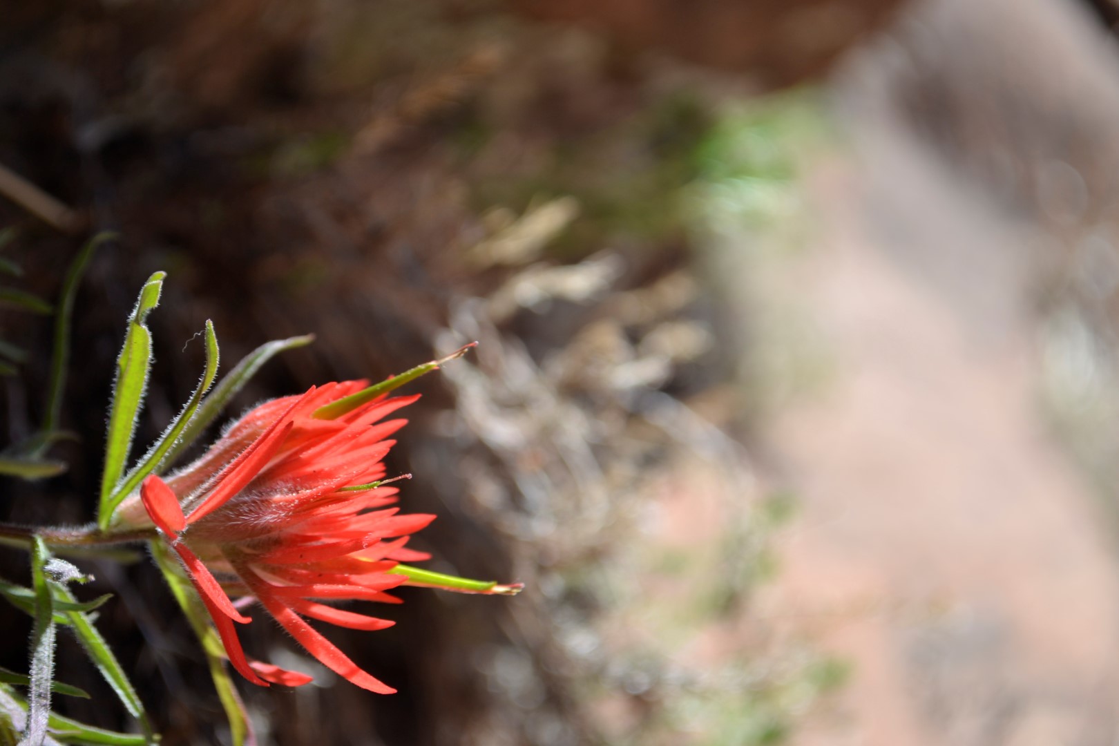 Utah wildflower, photo: Andy Bruner